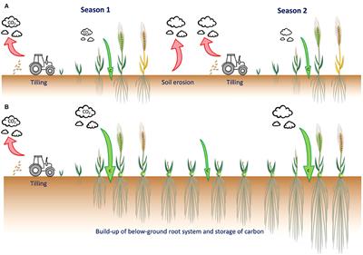 Perennials as Future Grain Crops: Opportunities and Challenges